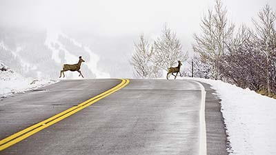 Collision avec un animal sauvage : comment être indemnisé par son assurance auto ?